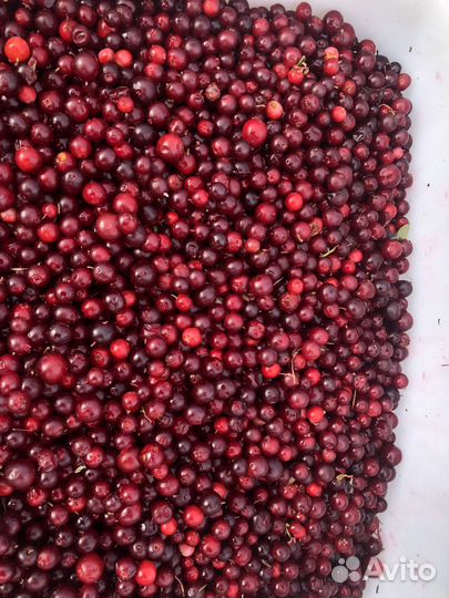 Продам бруснику