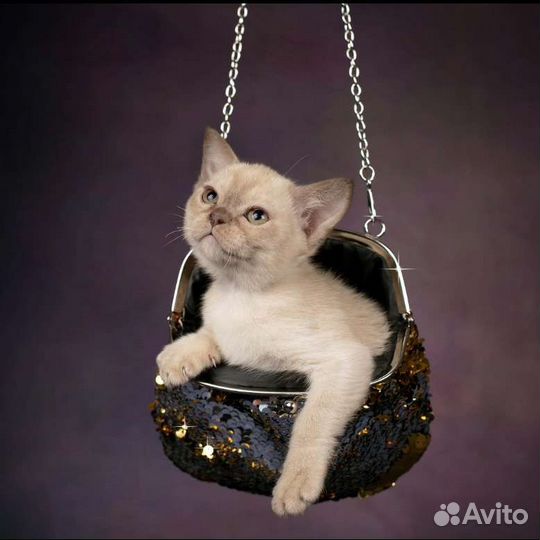 Котята европейской бурмы