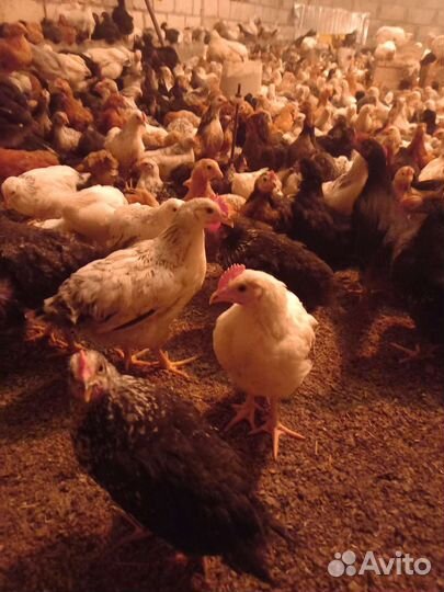 Цыплята подрощенные