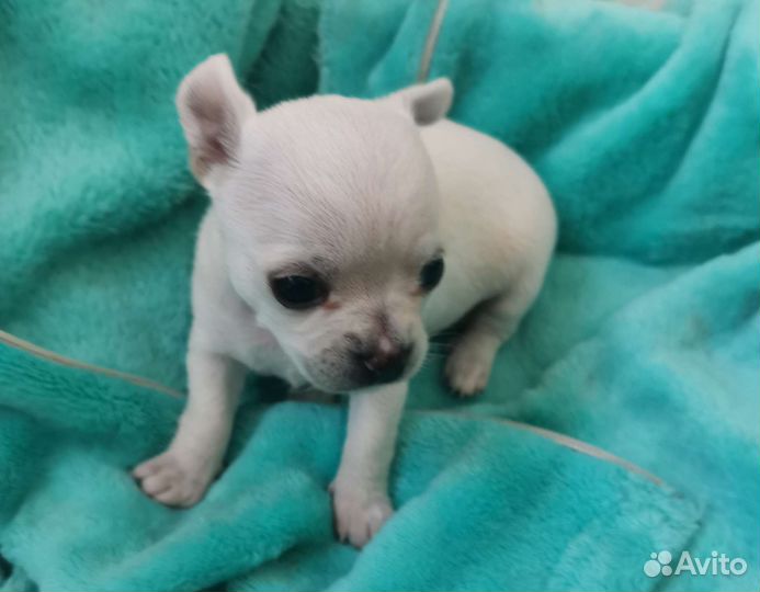 Щенок чихуахуа девочка гладкошерстные