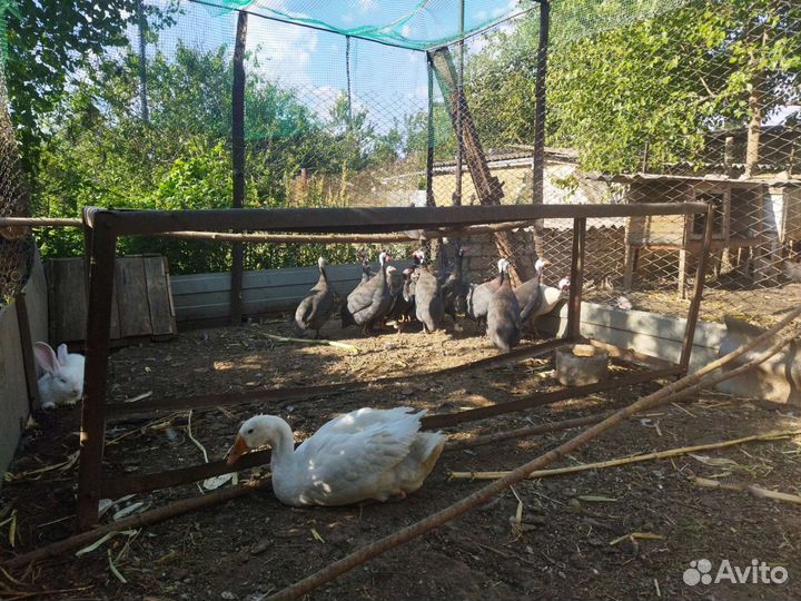 Цесарки и фазаны