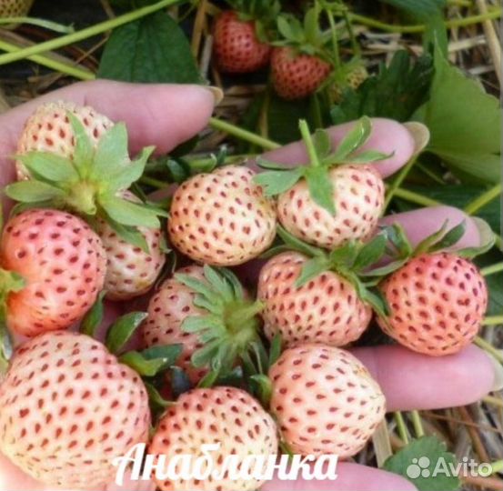 Рассада саженцы усы Белой Клубники Анабланка
