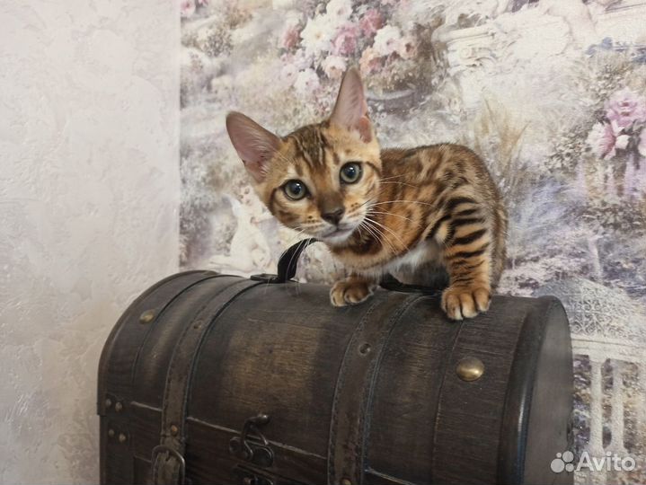 Бенгальские котята