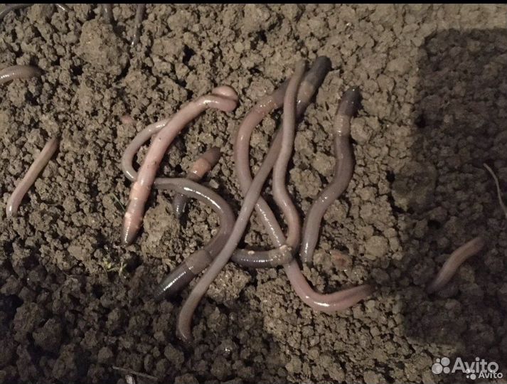 Черви для рыбалки