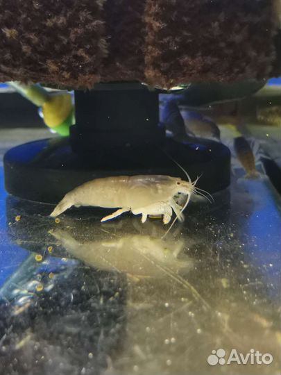 Аквариумные рыбки