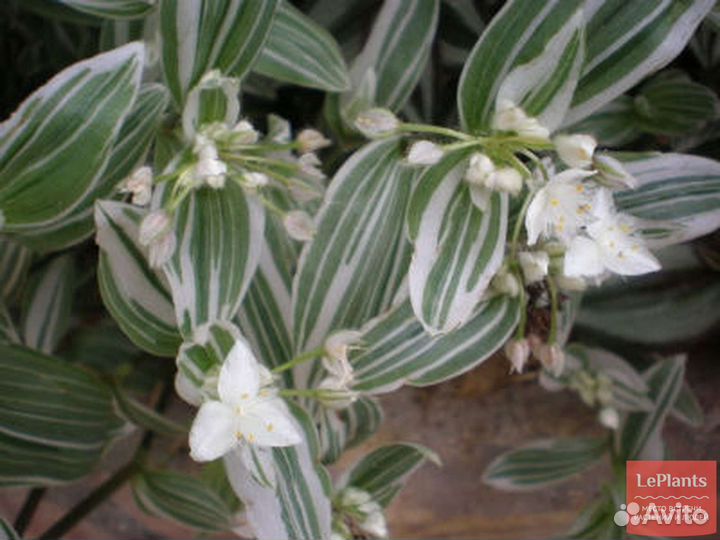 Отростки домашних цветов