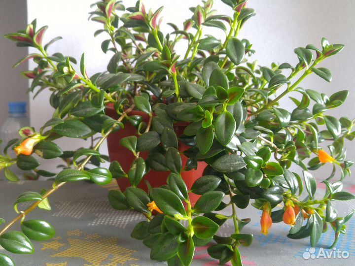 Гипоцирта Глабра / нематантус