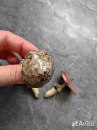 Грибы керамика