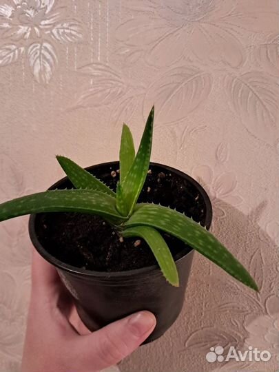 Цветы домашние в горшках