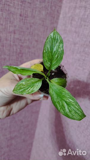 Спатифиллум сенсация вариегатный