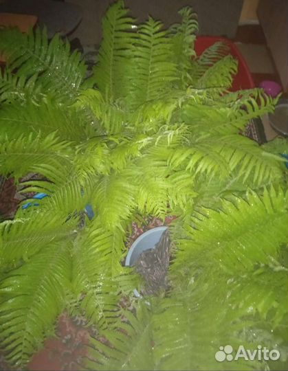 Папоротник садовый