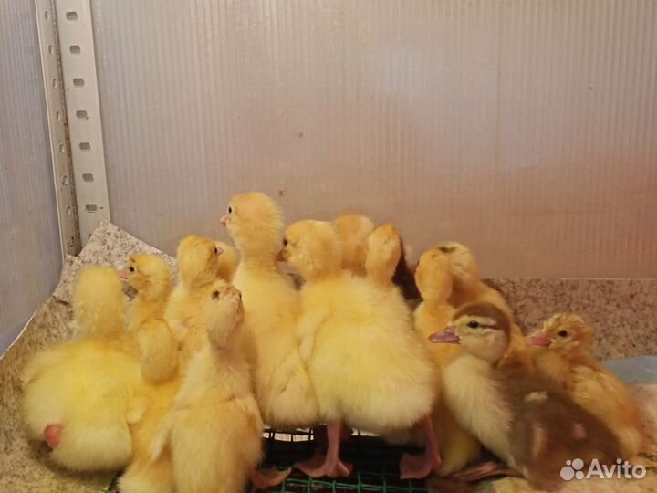 Индоутята, Утки, Селезни