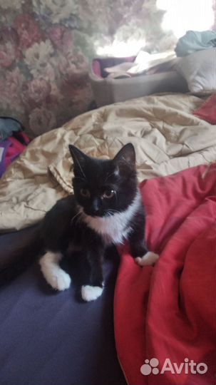 Котшечка
