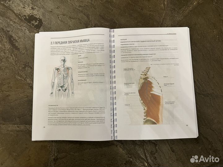 Мануальное мышечное тестирование