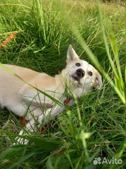 Лайка метис. 6 месяцев. 12 кг