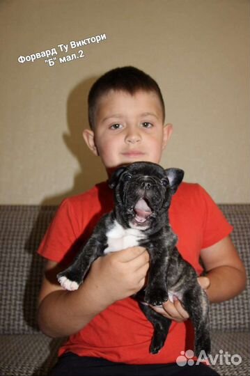 Французики-щенки РКФ