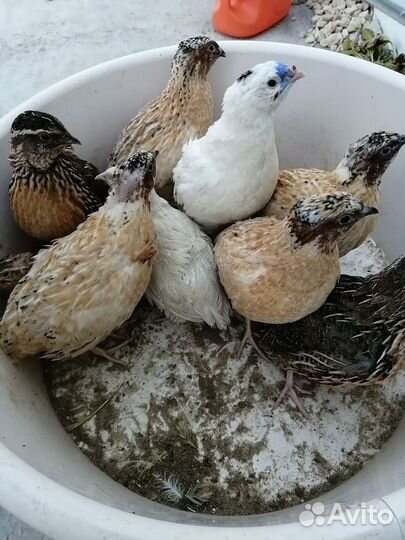 Перепела, живые :от суточных до взрослых