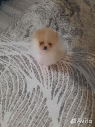 Щенки шпица