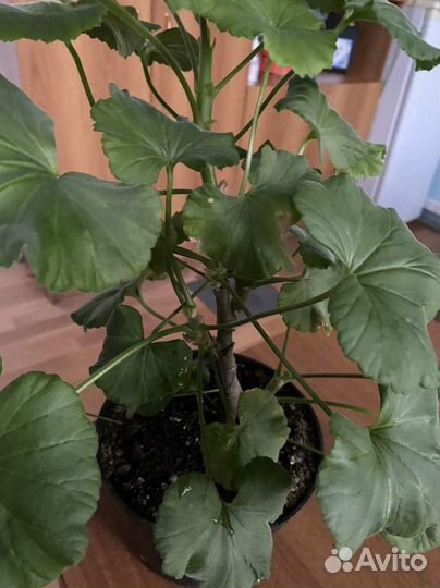 Пеларгония герань