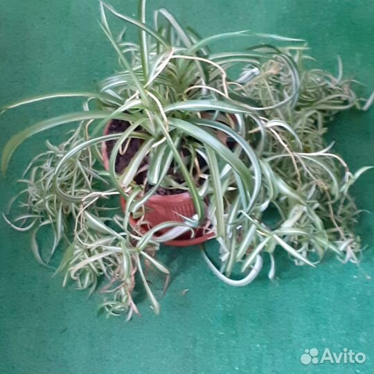 Комнатные растения цветы большие