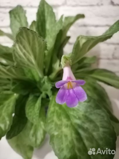 Комнатные растения/Хирита, минисиннингия, фиалка