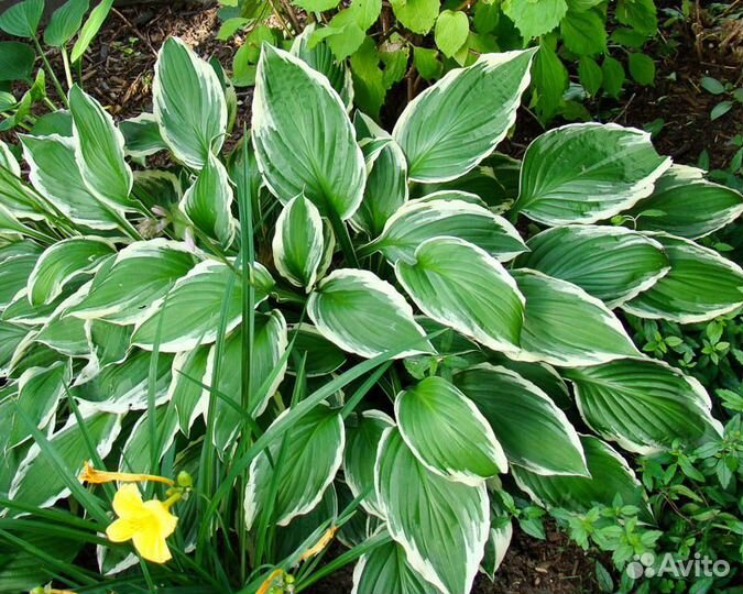 Юкка садовая