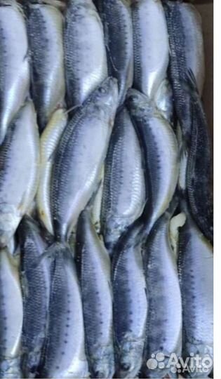 Строганина, рыба и п/ф свежемороженные