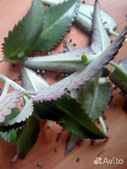 Каланхоэ, лист и саженцы