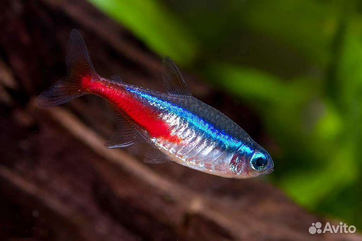 Аквариумные рыбки Свое разведение