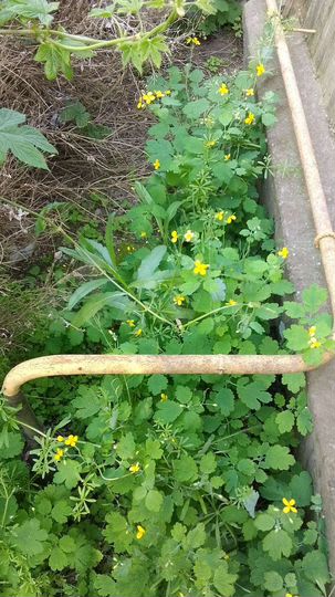 Дом 45 м² на участке 50 сот.