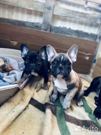 Французский бульдог щенки девочка