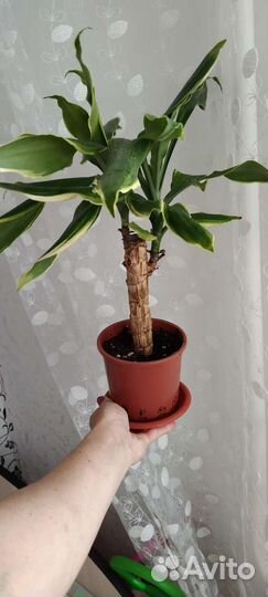 Драцены, фиалка