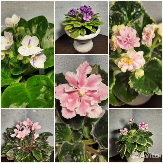 Сортовые фиалки