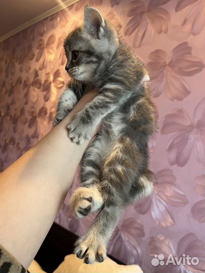 Котенок девочка в добрые руки