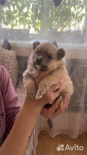 Померанский шпиц