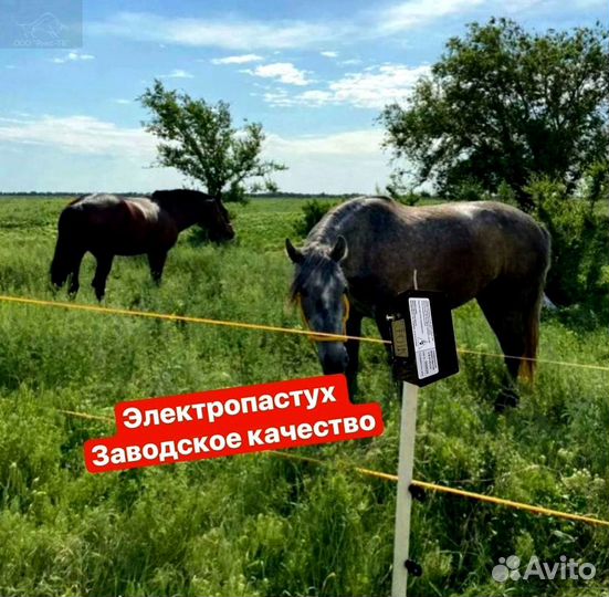 Электропастух для лошадей