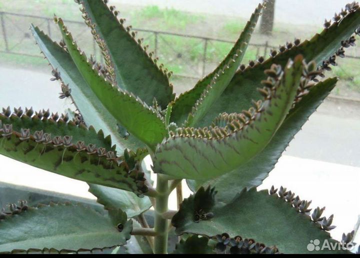 Каланхоэ лечебное