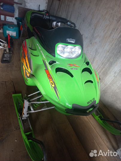 Arctic cat