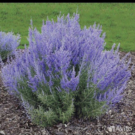 Перовския, лаванда, шалфей, котовник