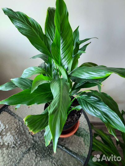 Спатифиллум