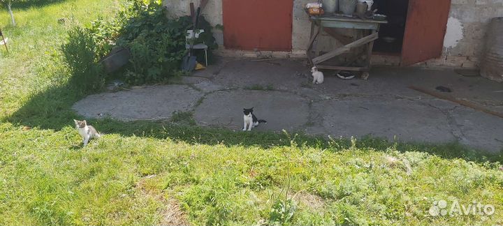 Котята в добрые руки