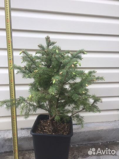 Ель голубая