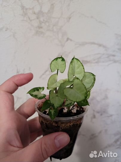 Сингониум ангел бэби