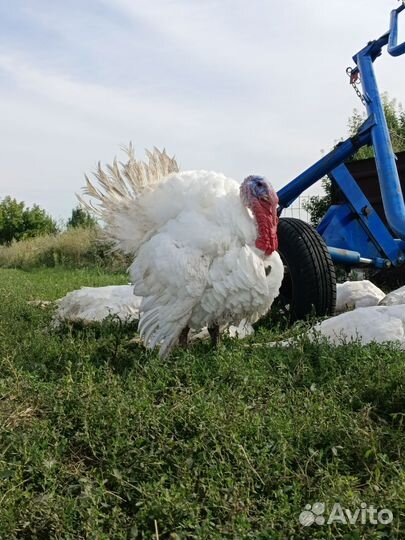 Мясо индюка