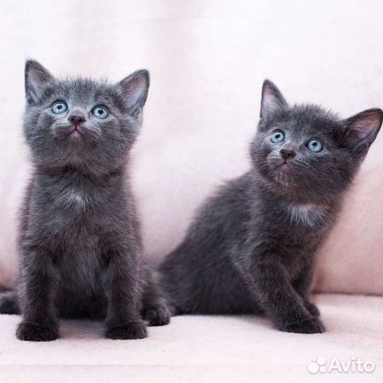 Котятки в добрые руки