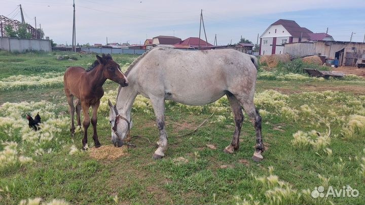 Продам кобылу с жеребёнком