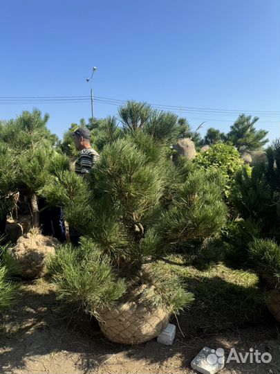 Сосна черная (австрийская)