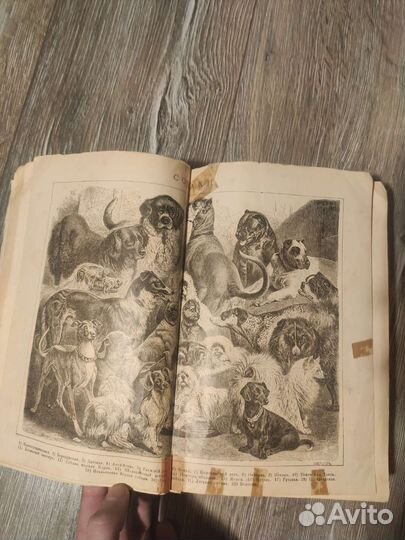 Антикварная книга 1895год