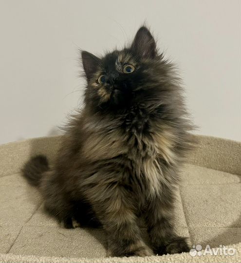 Сибирская черепаха