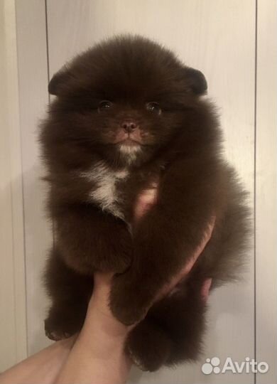 Шпиц мини девочка и мальчик бело крем